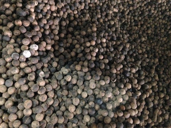 <a href='http://www.wuzhouwash.com/linmuzhongzi/2239.html' target='_blank'>榕樹種子</a>圖片