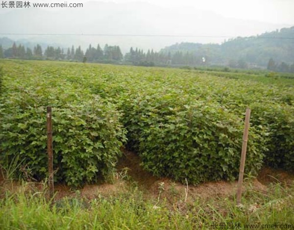 <a href='http://www.wuzhouwash.com/linmuzhongzi/1839.html' target='_blank'>楓香種子</a>發(fā)芽出苗圖片