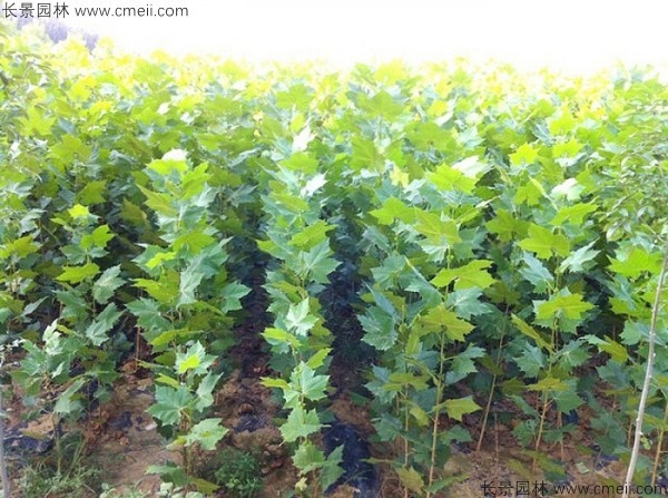 <a href='http://www.wuzhouwash.com/linmuzhongzi/2262.html' target='_blank'>法桐種子</a>發(fā)芽出苗圖片