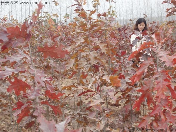 <a href='http://www.wuzhouwash.com/linmuzhongzi/2228.html' target='_blank'>櫟樹種子</a>發(fā)芽出苗圖片