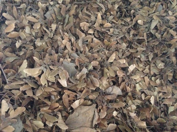 <a href='http://www.wuzhouwash.com/linmuzhongzi/1746.html' target='_blank'>三角楓種子</a>圖片