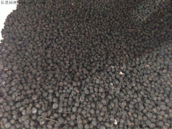 <a href='http://www.wuzhouwash.com/linmuzhongzi/1755.html' target='_blank'>樸樹種子</a>圖片