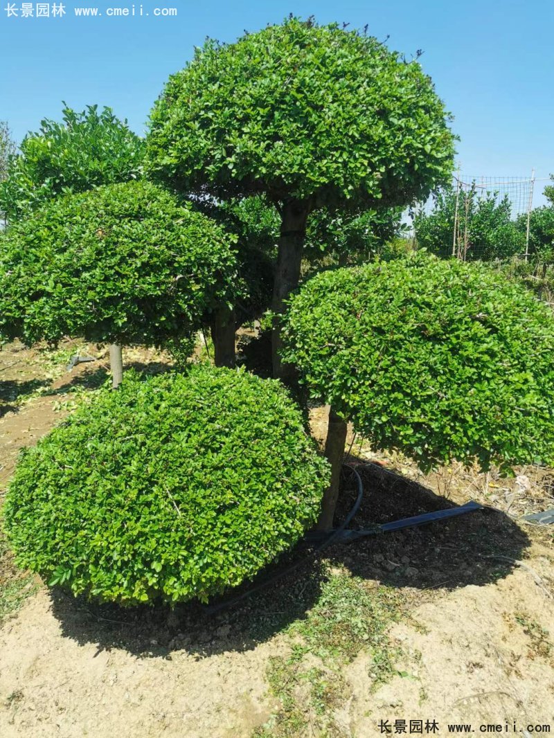 對節(jié)<a href='http://www.wuzhouwash.com/linmuzhongzi/1712.html' target='_blank'>白蠟</a>造型盆景地景