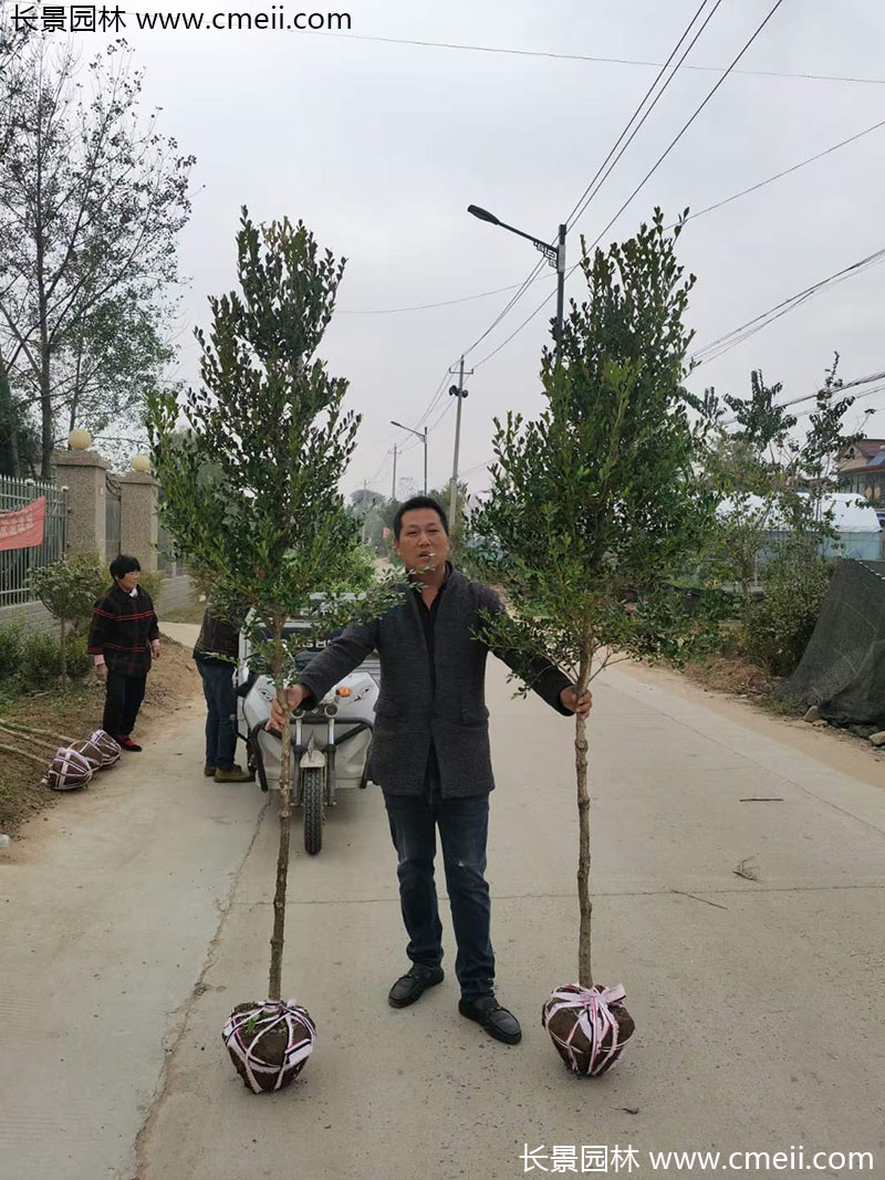 <a href='http://www.wuzhouwash.com/linmuzhongzi/1764.html' target='_blank'>小葉黃楊</a>樹