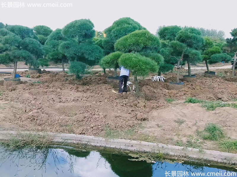 景觀樹造型<a href='http://www.wuzhouwash.com/linmuzhongzi/1716.html' target='_blank'>黑松</a>大型地景