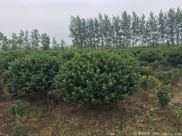 <a href='http://www.wuzhouwash.com/qiuleizhiwu/3517.html' target='_blank'>枸骨球</a>圖片基地實拍