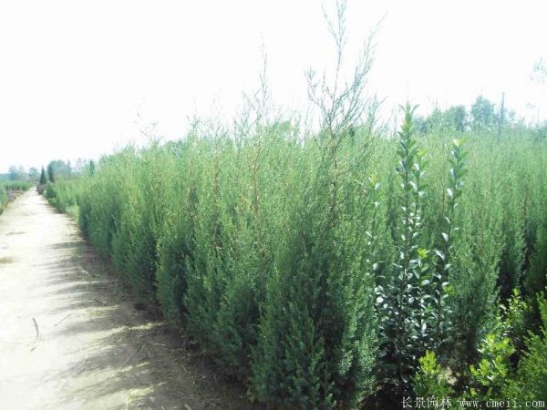 <a href='http://www.wuzhouwash.com/songbailei/3487.html' target='_blank'>刺柏</a>圖片<a href='http://www.wuzhouwash.com/songbailei/3487.html' target='_blank'>刺柏</a>基地實拍