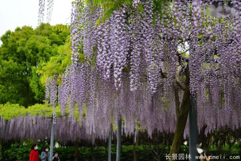 日本長穗熊野<a href='http://www.wuzhouwash.com/linmuzhongzi/1806.html' target='_blank'>紫藤</a>日系
