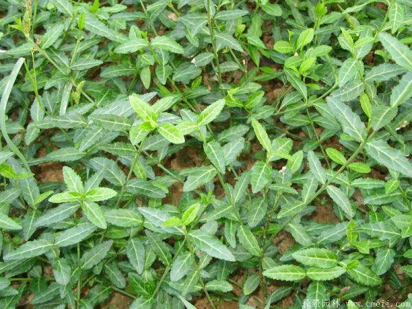 <a href='http://www.wuzhouwash.com/dibeiguanmu/3573.html' target='_blank'>扶芳藤</a>圖片基地實拍