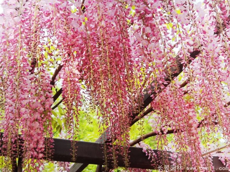 阿知<a href='http://www.wuzhouwash.com/linmuzhongzi/1806.html' target='_blank'>紫藤</a>粉色日系<a href='http://www.wuzhouwash.com/tengbenpanyuanzhiwu/3418.html' target='_blank'>紫藤花</a>