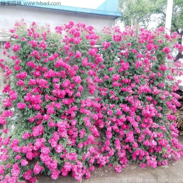 <a href='http://www.wuzhouwash.com/tengbenpanyuanzhiwu/3421.html' target='_blank'>薔薇花</a>