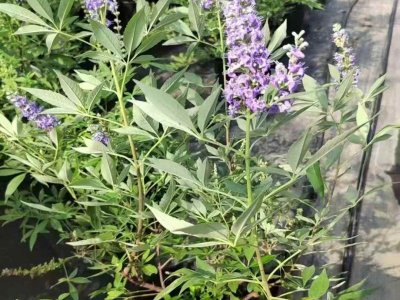 穗花牡丹荊